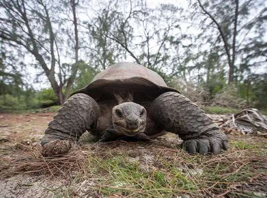 Tortuga Gigante de Galápagos
